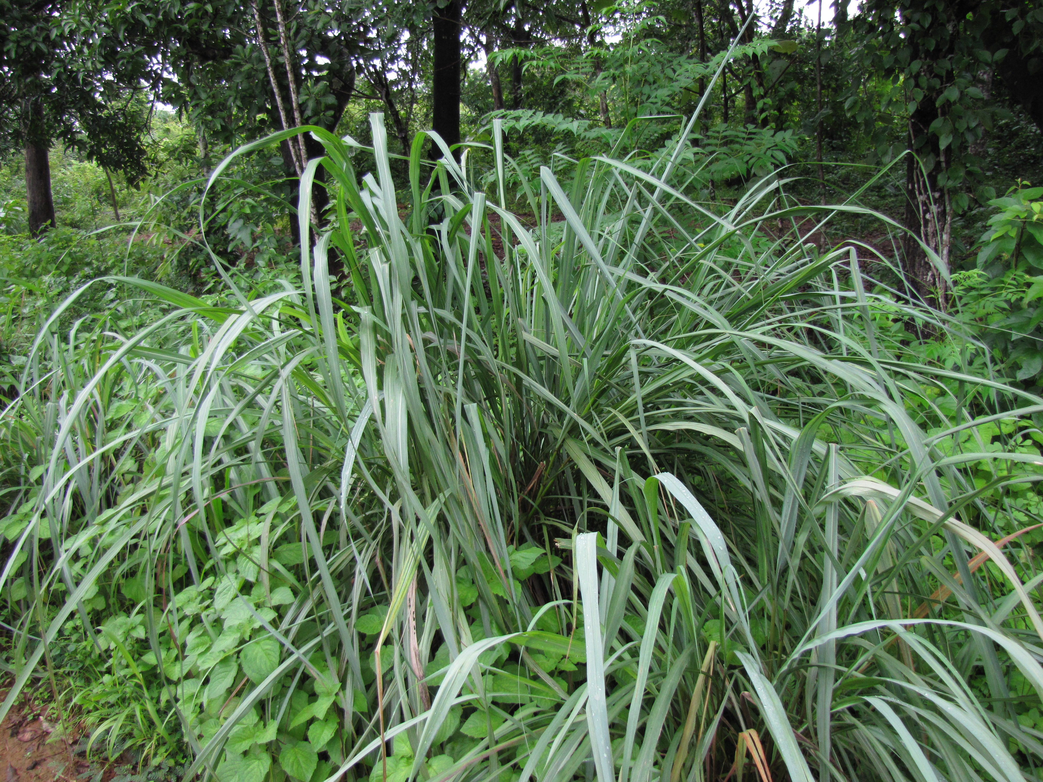Lemon Grass