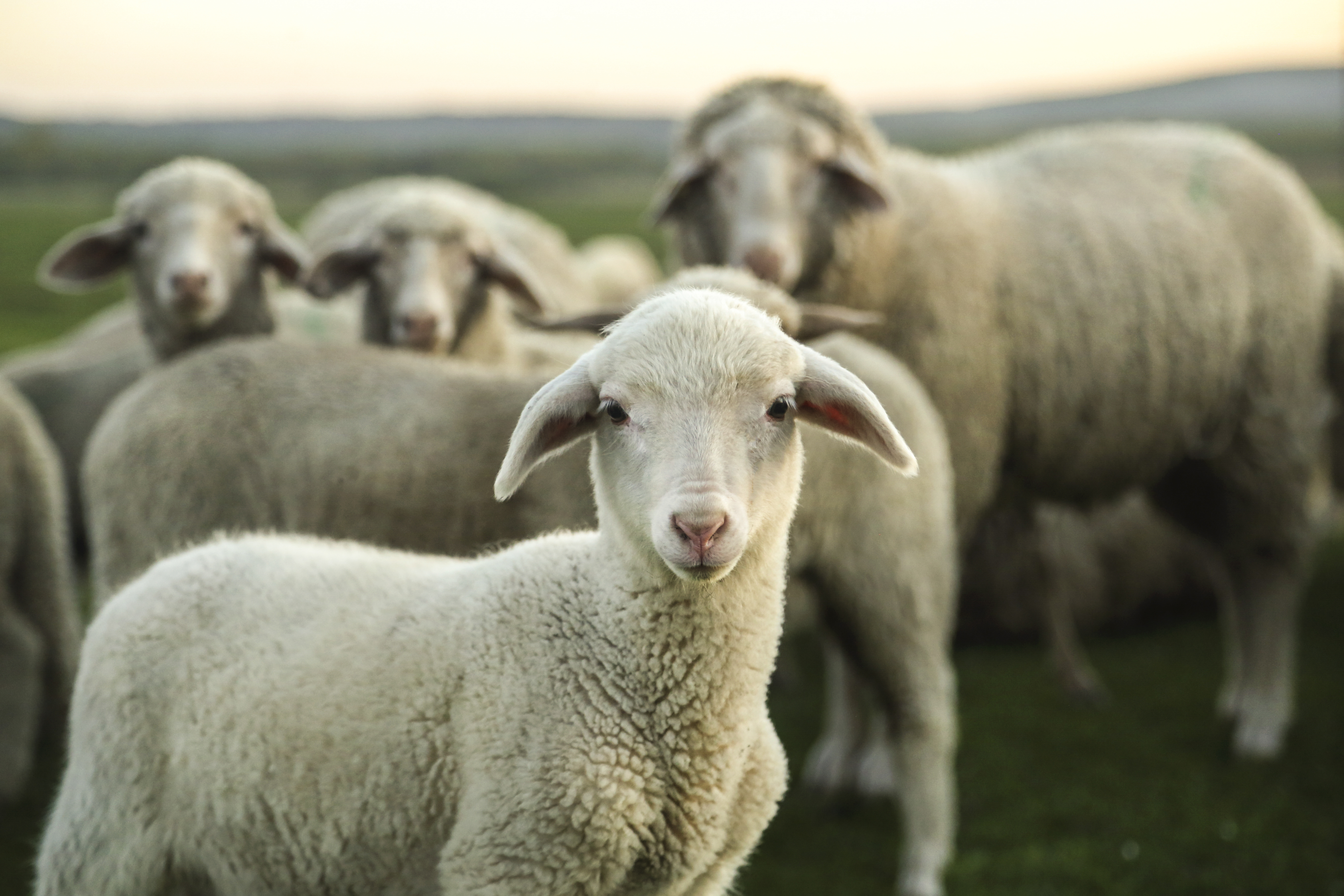 Lamb